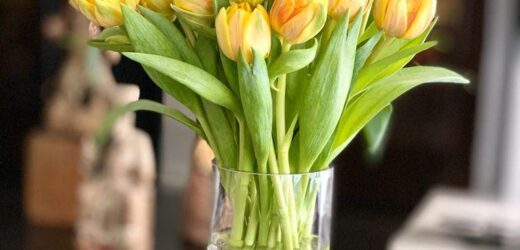 Un Ramo de Tulipanes