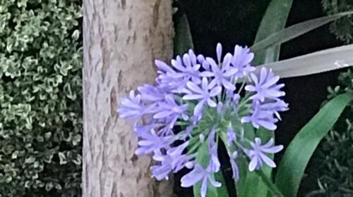 Una singular flor azulada