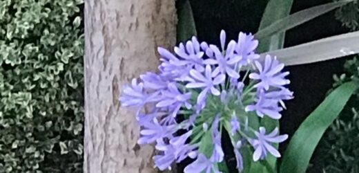 Una singular flor azulada